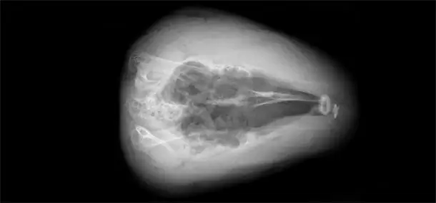 After image