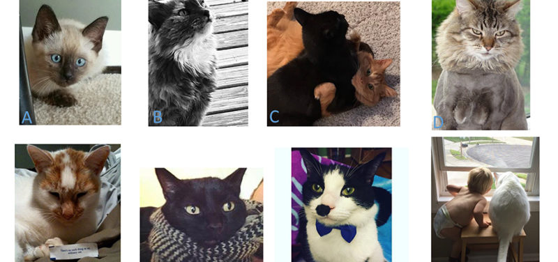 Cats of Radiology Contest 2017!