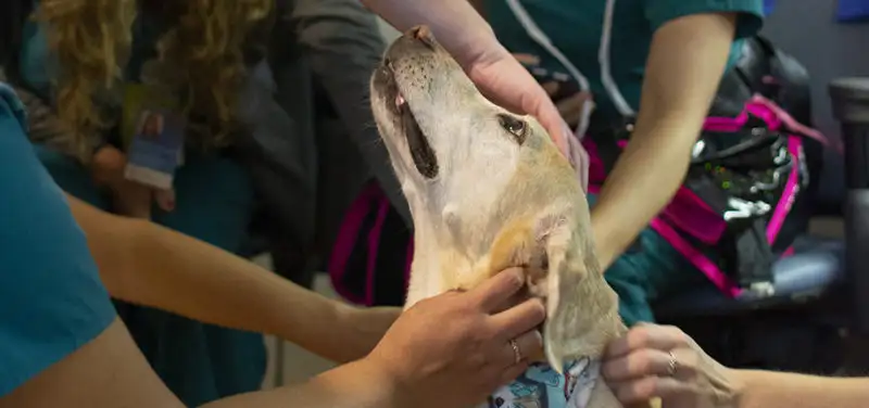 Porsche the Dog Visits the Department of Radiology