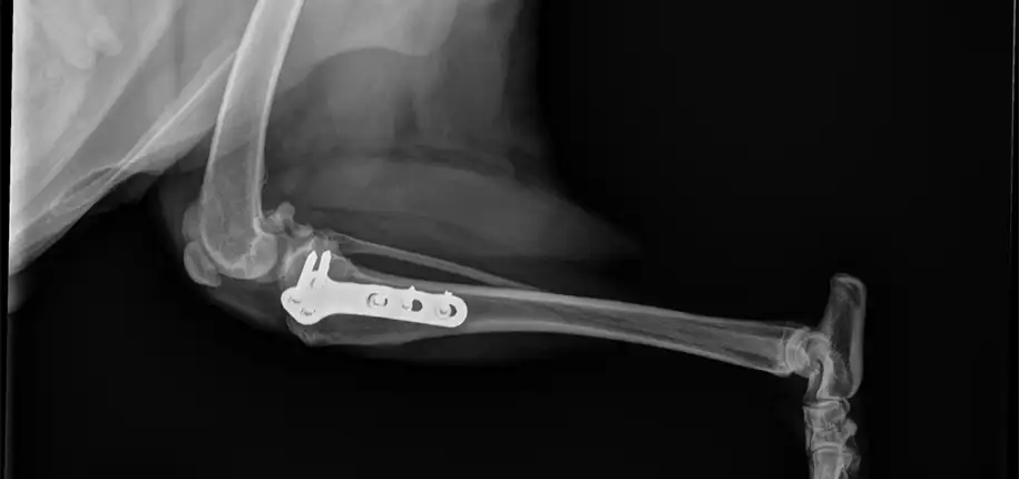 Dogs Need Radiology Too!